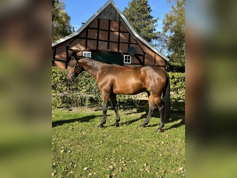 Hannoveraan Ruin 6 Jaar 161 cm Bruin in Haselünne