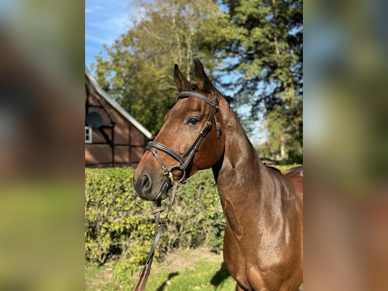 Hannoveraan Ruin 6 Jaar 161 cm Bruin in Haselünne