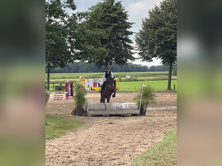 Hannoveraan Ruin 6 Jaar 161 cm Bruin in Haselünne