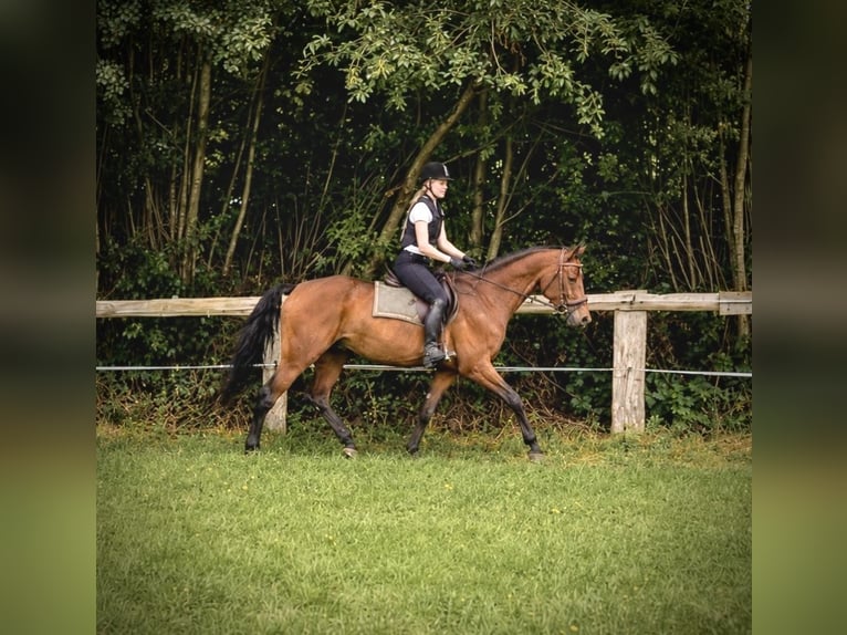 Hannoveraan Ruin 6 Jaar 162 cm Bruin in Heide