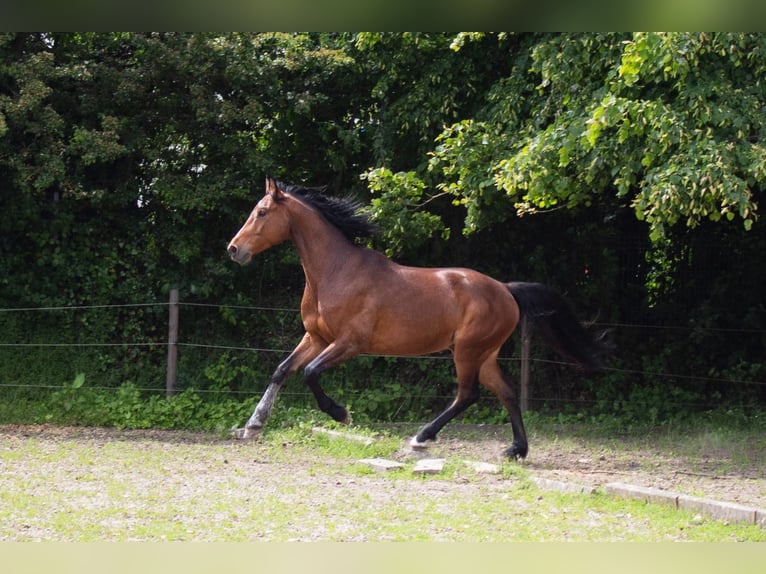 Hannoveraan Ruin 6 Jaar 163 cm Bruin in Niederzier