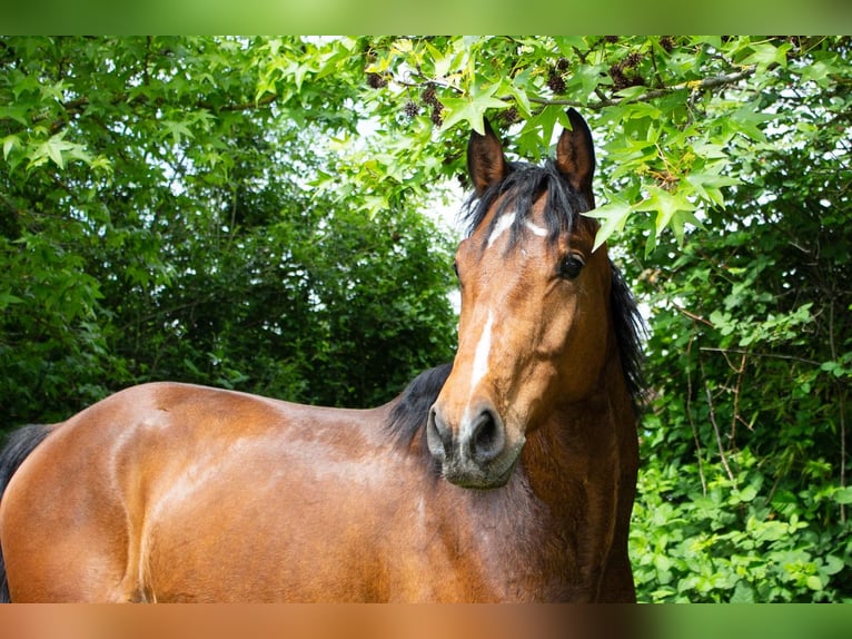 Hannoveraan Ruin 6 Jaar 163 cm Bruin in Niederzier