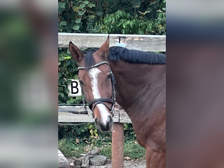 Hannoveraan Ruin 6 Jaar 163 cm Bruin in Nienhagen