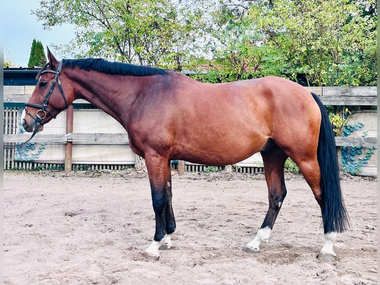 Hannoveraan Ruin 6 Jaar 163 cm Bruin in Nienhagen