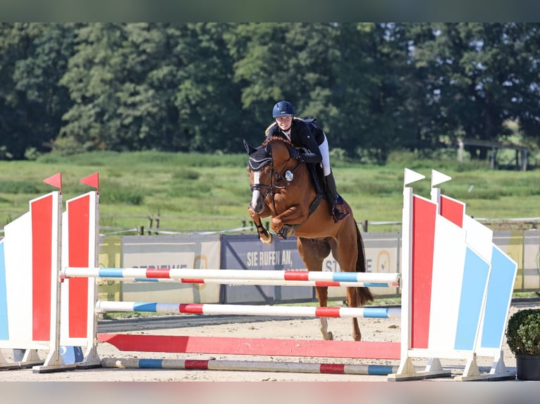 Hannoveraan Ruin 6 Jaar 163 cm Vos in Nienburg (Weser)