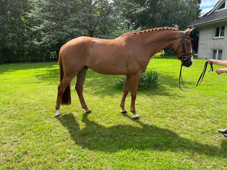 Hannoveraan Ruin 6 Jaar 163 cm Vos in Nienburg (Weser)