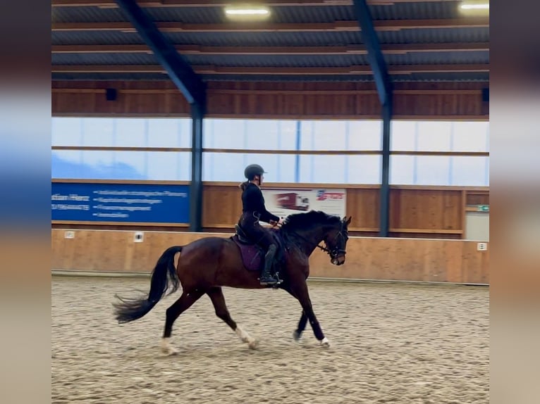 Hannoveraan Ruin 6 Jaar 164 cm Donkerbruin in Riede