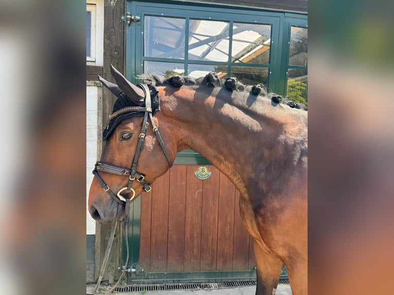 Hannoveraan Ruin 6 Jaar 164 cm Donkerbruin in Hamm