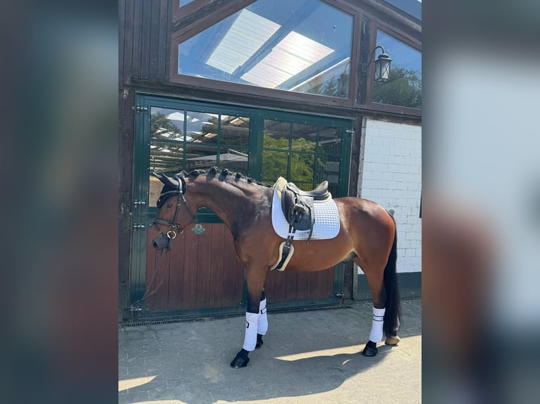 Hannoveraan Ruin 6 Jaar 164 cm Donkerbruin in Hamm