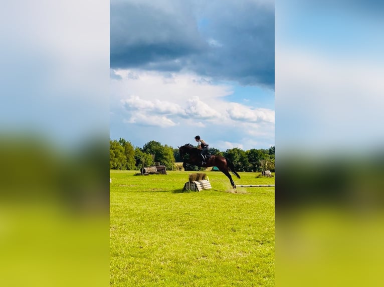 Hannoveraan Ruin 6 Jaar 165 cm Bruin in Mechtersen