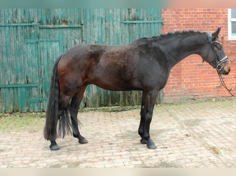 Hannoveraan Ruin 6 Jaar 165 cm Donkerbruin in Bassum