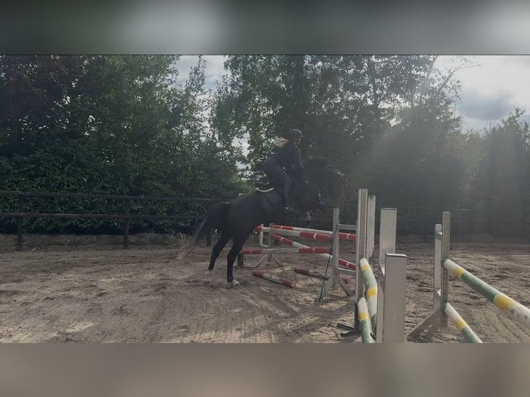 Hannoveraan Ruin 6 Jaar 165 cm kan schimmel zijn in Diepenau