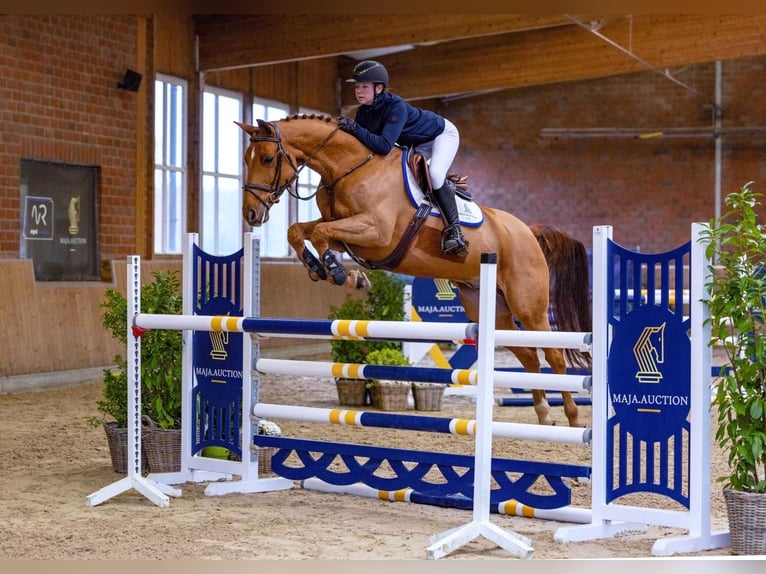 Hannoveraan Ruin 6 Jaar 165 cm Vos in Diepholz