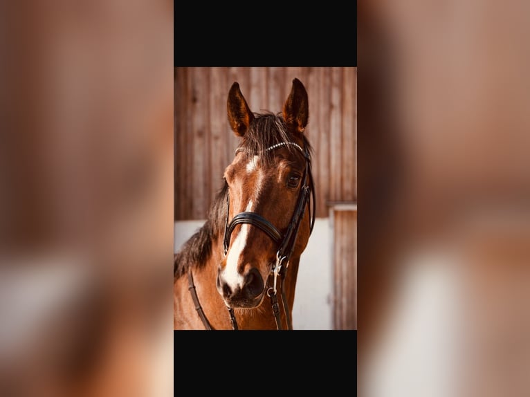Hannoveraan Ruin 6 Jaar 166 cm Bruin in Siegburg