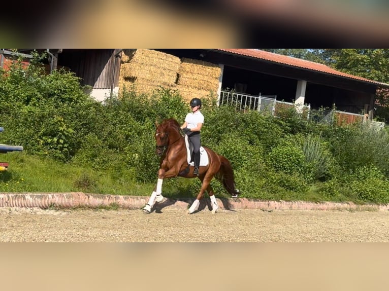 Hannoveraan Ruin 6 Jaar 166 cm Donkere-vos in Mehrnbach