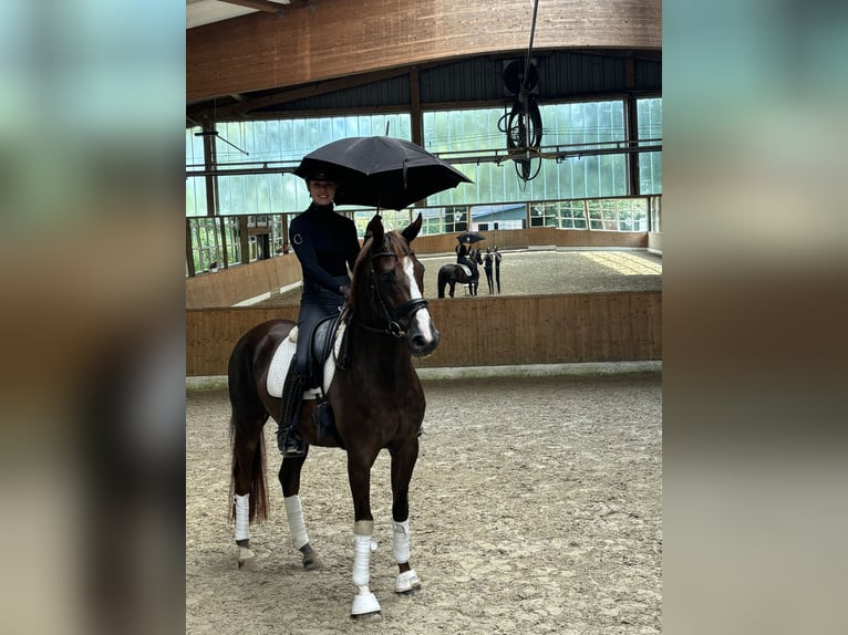 Hannoveraan Ruin 6 Jaar 166 cm Donkere-vos in Sandbostel