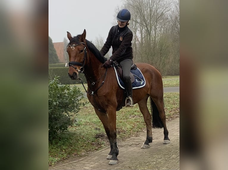 Hannoveraan Ruin 6 Jaar 167 cm Bruin in Hepstedt