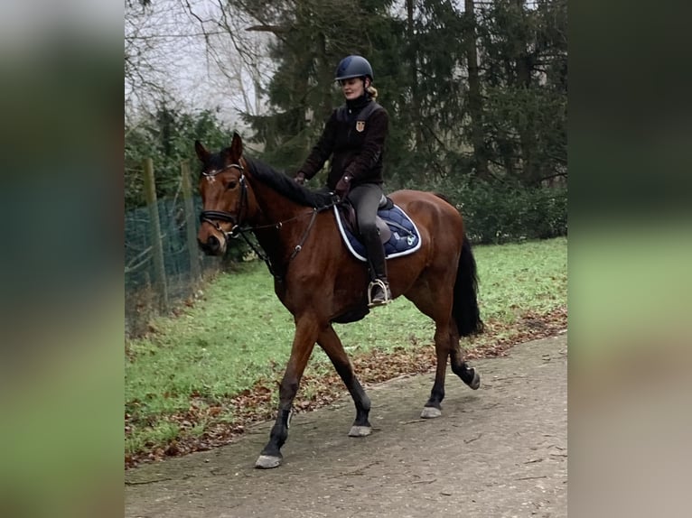 Hannoveraan Ruin 6 Jaar 167 cm Bruin in Hepstedt