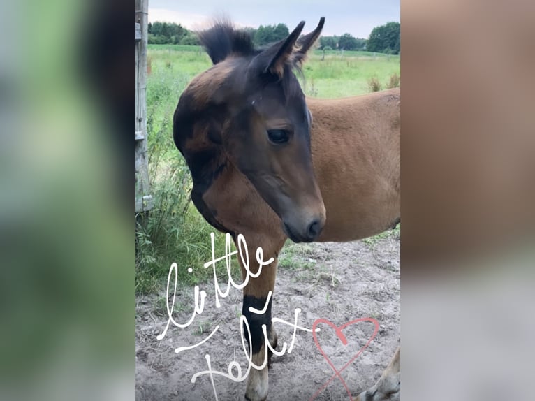 Hannoveraan Ruin 6 Jaar 167 cm Bruin in Heeslingen