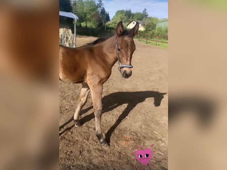 Hannoveraan Ruin 6 Jaar 167 cm Bruin in Heeslingen