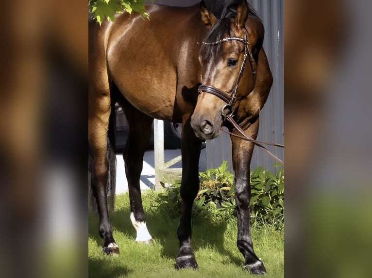 Hannoveraan Ruin 6 Jaar 167 cm Bruin in Heeslingen