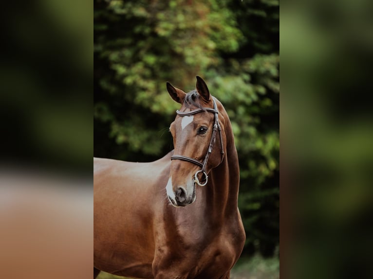 Hannoveraan Ruin 6 Jaar 167 cm Bruin in Riedstadt