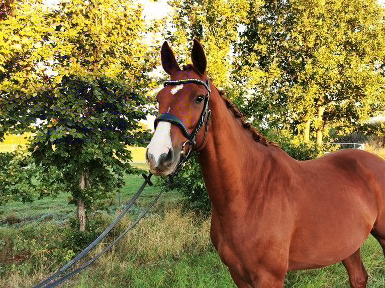 Hannoveraan Ruin 6 Jaar 167 cm Donkere-vos in Schneverdingen