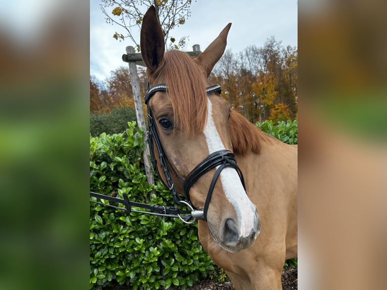 Hannoveraan Ruin 6 Jaar 167 cm Vos in Darmstadt