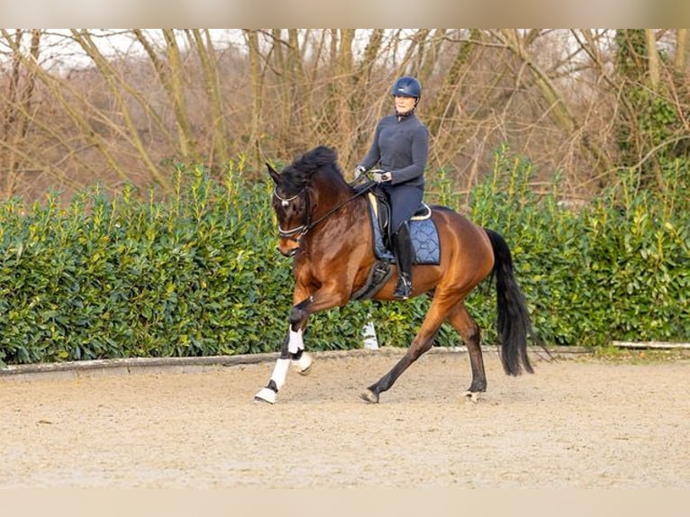 Hannoveraan Ruin 6 Jaar 168 cm Bruin in Lüdinghausen