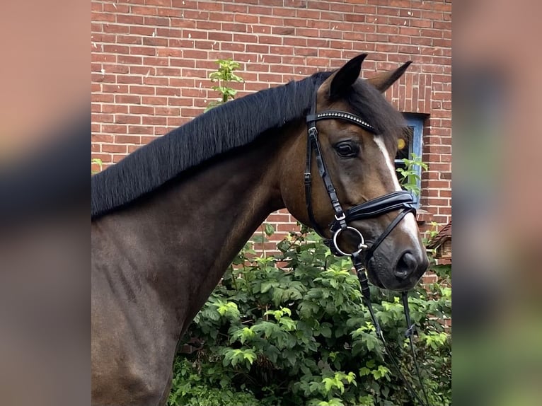 Hannoveraan Ruin 6 Jaar 168 cm Bruin in Alfstedt