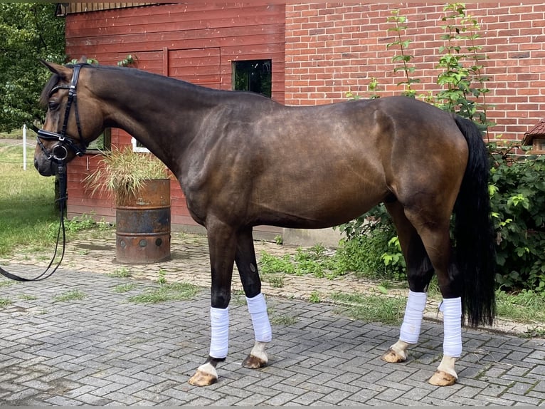 Hannoveraan Ruin 6 Jaar 168 cm Bruin in Alfstedt