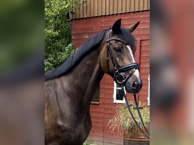 Hannoveraan Ruin 6 Jaar 168 cm Bruin in Alfstedt