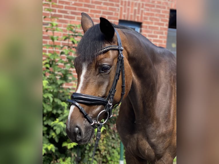 Hannoveraan Ruin 6 Jaar 168 cm Bruin in Alfstedt