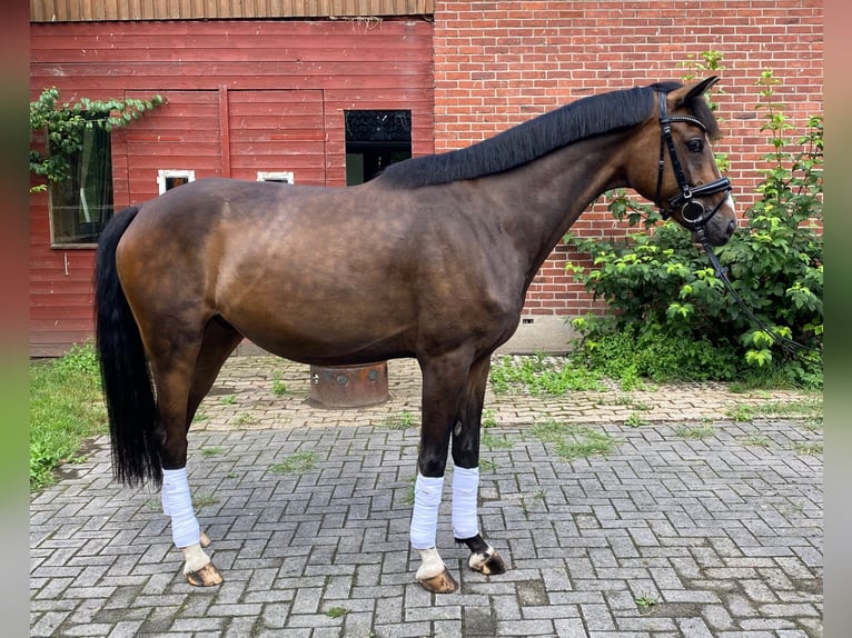 Hannoveraan Ruin 6 Jaar 168 cm Bruin in Alfstedt