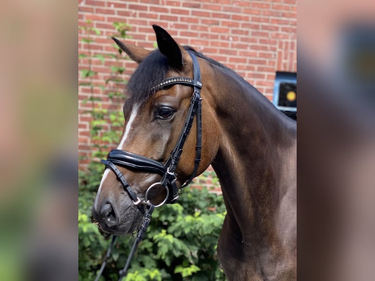 Hannoveraan Ruin 6 Jaar 168 cm Bruin in Alfstedt