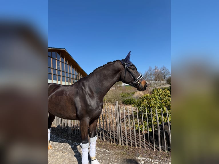 Hannoveraan Ruin 6 Jaar 168 cm Donkerbruin in Haiger