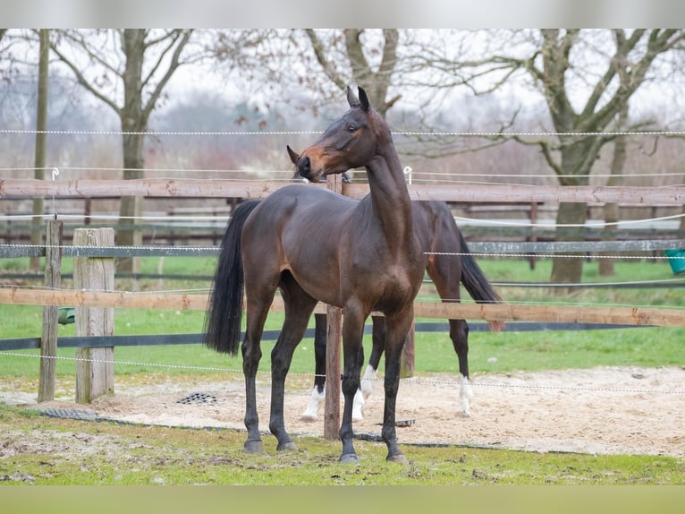 Hannoveraan Ruin 6 Jaar 168 cm Donkerbruin in Syke