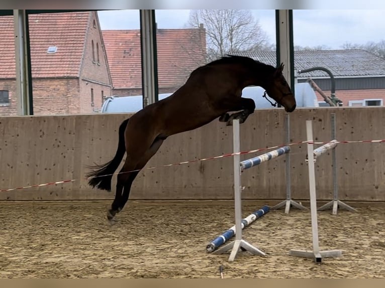 Hannoveraan Ruin 6 Jaar 168 cm Donkerbruin in Warendorf
