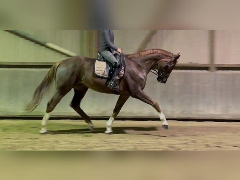 Hannoveraan Ruin 6 Jaar 168 cm Donkere-vos in Budapest