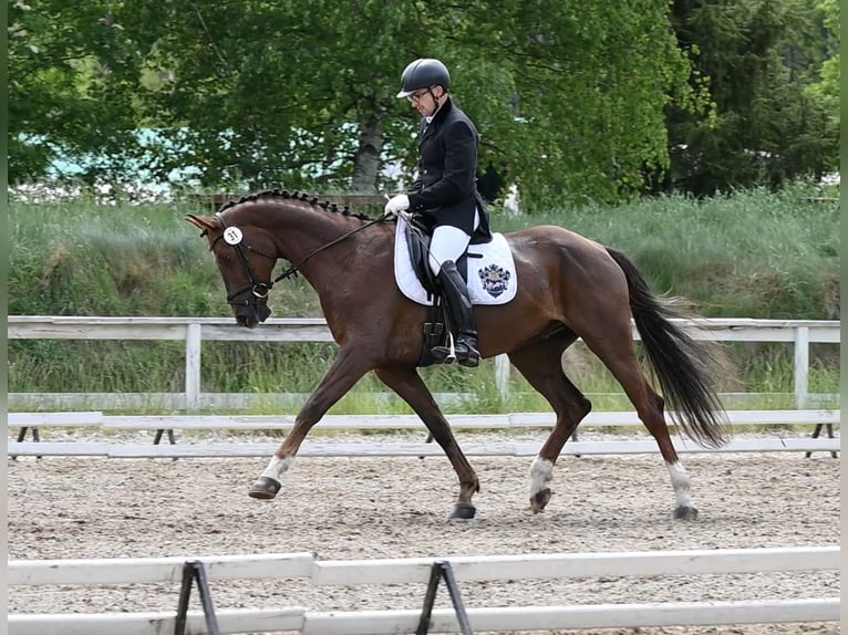Hannoveraan Ruin 6 Jaar 168 cm Donkere-vos in Wysin