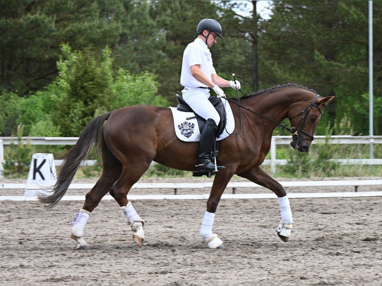 Hannoveraan Ruin 6 Jaar 168 cm Donkere-vos in Wysin
