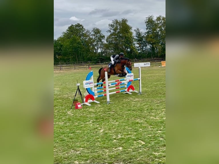 Hannoveraan Ruin 6 Jaar 168 cm Roodbruin in Schwanewede