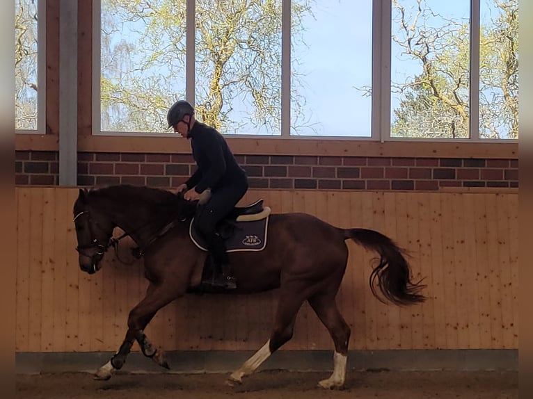 Hannoveraan Ruin 6 Jaar 168 cm Vos in Hamburg