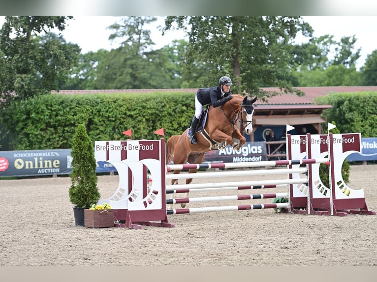 Hannoveraan Ruin 6 Jaar 168 cm Vos in Vechta