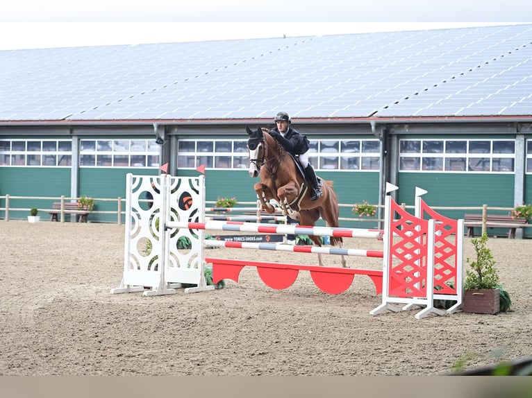 Hannoveraan Ruin 6 Jaar 168 cm Vos in Vechta