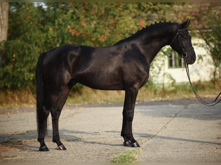 Hannoveraan Ruin 6 Jaar 168 cm Zwart in Gyula