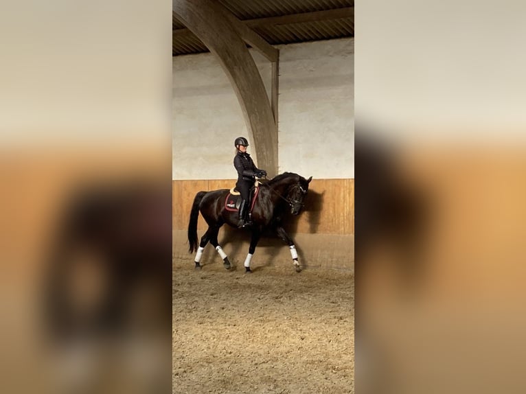Hannoveraan Ruin 6 Jaar 168 cm Zwart in Bonn