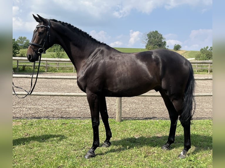 Hannoveraan Ruin 6 Jaar 168 cm Zwartbruin in Me&#xDF;stettenTieringen
