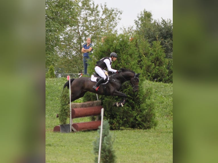 Hannoveraan Ruin 6 Jaar 168 cm Zwartbruin in Me&#xDF;stettenTieringen