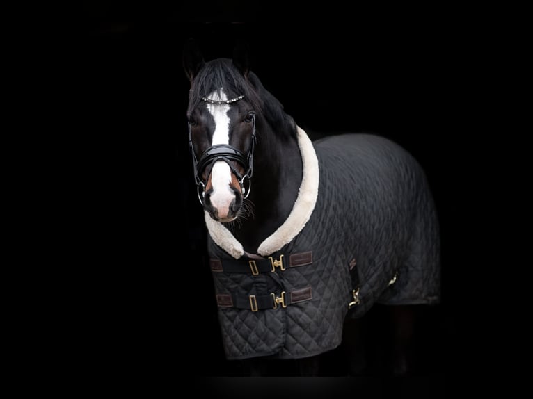 Hannoveraan Ruin 6 Jaar 168 cm Zwartbruin in Genshagen